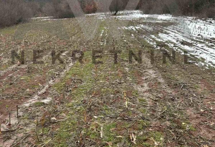 Boljevac - Bačevica,  poljoprivredno zemljište površine  oko 10ha 