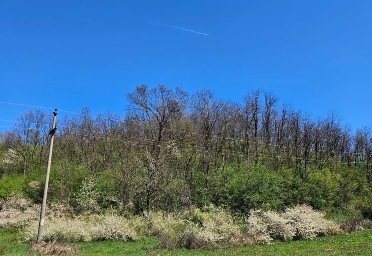 Boljevac - Lukovo , stara koliba površine 56m2 sa oko 6ha zemlje u komadu 
