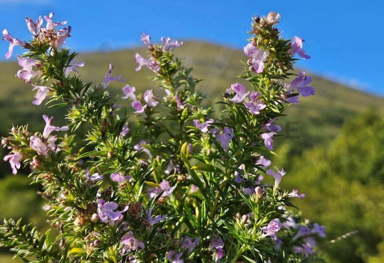 Mirovo - Boljevac  Poljoprivredno zemljiste 10200m2