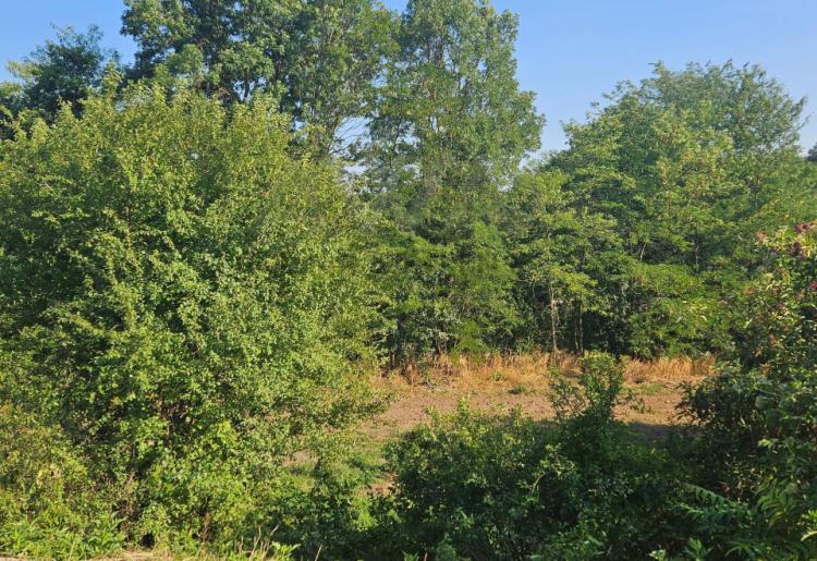 Boljevac - selo Boljevac Dve parcele u komadu povrsine 1341m2